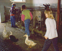 In our cowshed