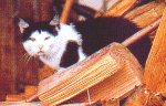 Eine unserer vielen Katzen